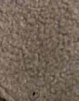 Soft Beige