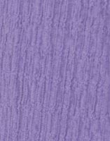 Dahlia Purple