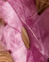 Orchid Pink