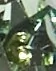 *NY*Chrysolite/Gold